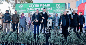 Denizli’de üreticiye 100 bin zeytin fidanı desteği