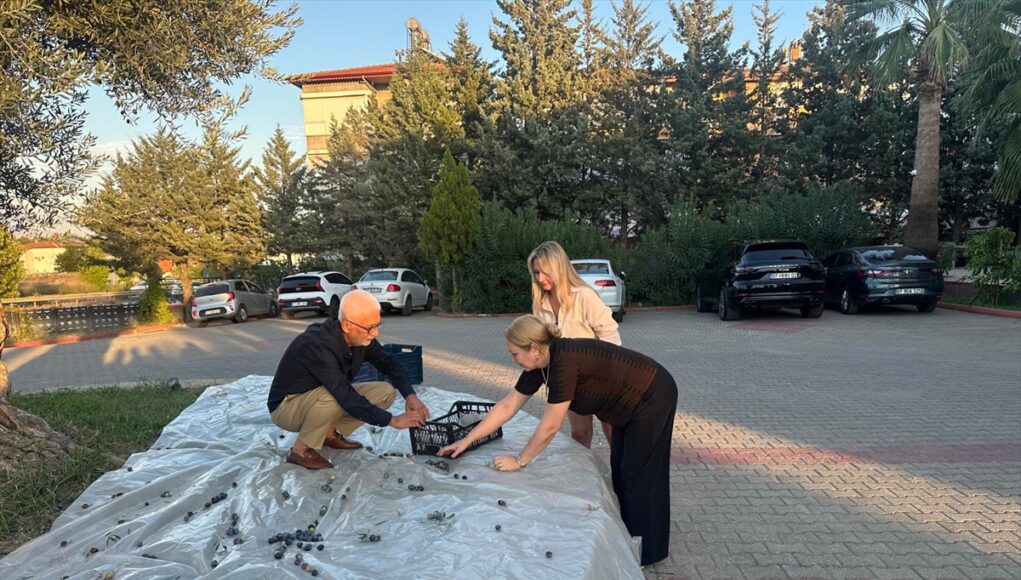 Manavgat’ta 2 bin yıllık zeytin ağacı meyve verdi