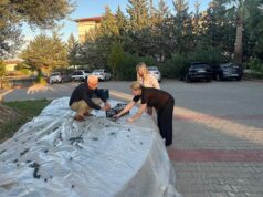 Manavgat’ta 2 bin yıllık zeytin ağacı meyve verdi