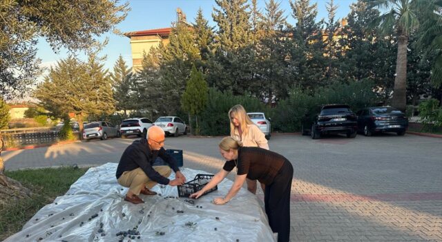 Manavgat’ta 2 bin yıllık zeytin ağacı meyve verdi
