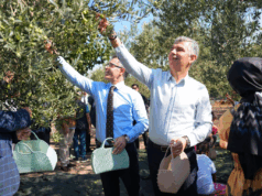 Soma’da Geleneksel Hasat Şenliği; “Kömür kadar zeytin de değerimiz”
