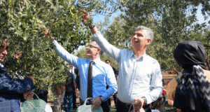 Soma’da Geleneksel Hasat Şenliği; “Kömür kadar zeytin de değerimiz”