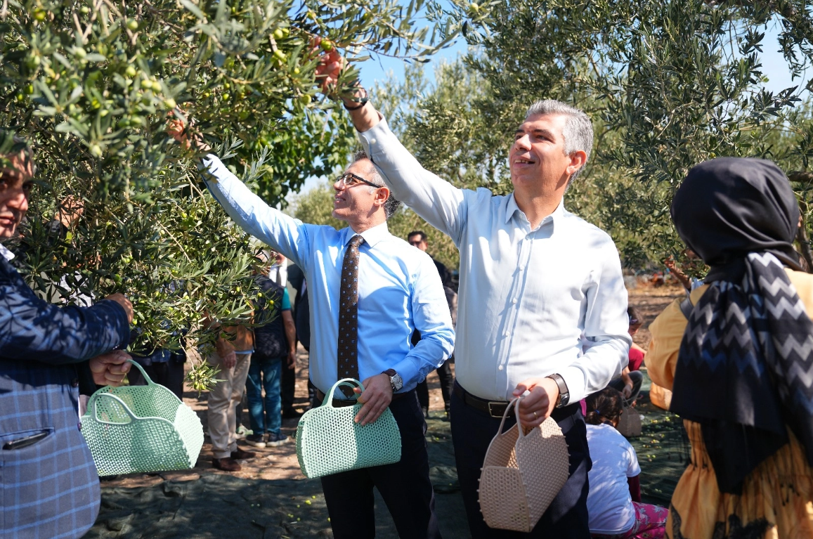 Soma’da Geleneksel Hasat Şenliği; “Kömür kadar zeytin de değerimiz”