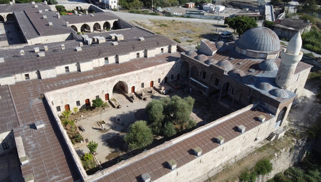 Hatay’da 1358 yaşındaki zeytin ağacında hasat zamanı