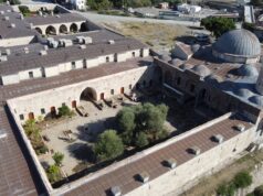 Hatay’da 1358 yaşındaki zeytin ağacında hasat zamanı