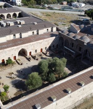 Hatay’da 1358 yaşındaki zeytin ağacında hasat zamanı