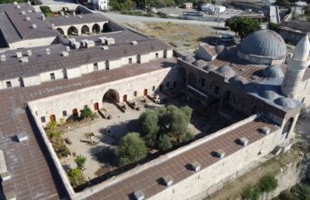 Hatay’da 1358 yaşındaki zeytin ağacında hasat zamanı