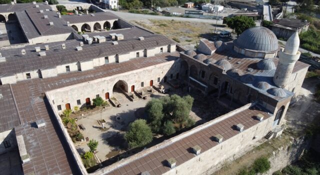 Tarihi caminin avlusundaki 1358 yaşındaki zeytin ağacında hasat zamanı