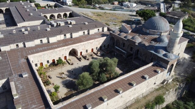 Hatay’da 1358 yaşındaki zeytin ağacında hasat zamanı