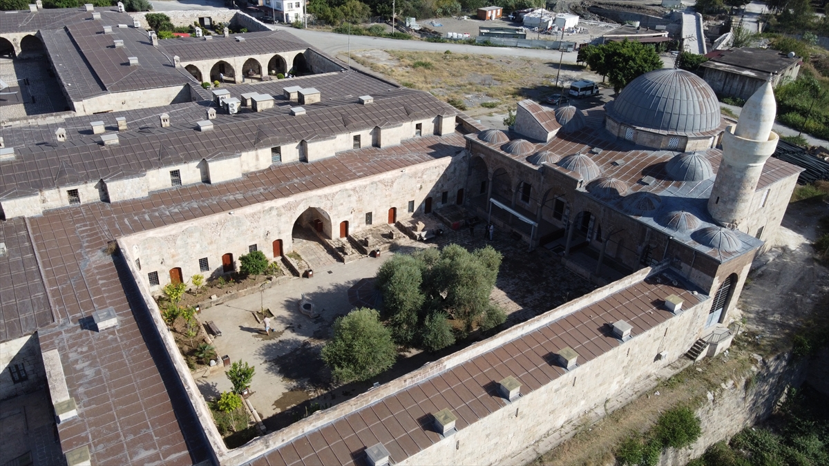 Hatay’da 1358 yaşındaki zeytin ağacında hasat zamanı