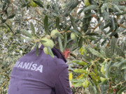 Manisa’da çifte uyarı:”Halkalı Leke” ve “Zeytin Sineği” tehlikesi
