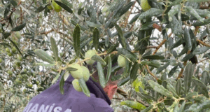 Manisa’da çifte uyarı:”Halkalı Leke” ve “Zeytin Sineği” tehlikesi