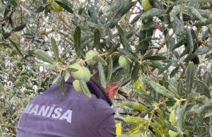 Manisa’da çifte uyarı:”Halkalı Leke” ve “Zeytin Sineği” tehlikesi
