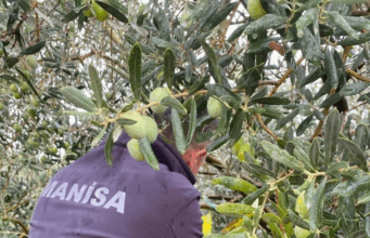 Manisa’da çifte uyarı:”Halkalı Leke” ve “Zeytin Sineği” tehlikesi