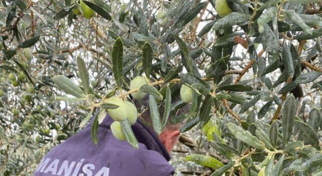 Manisa’da çifte uyarı:”Halkalı Leke” ve “Zeytin Sineği” tehlikesi