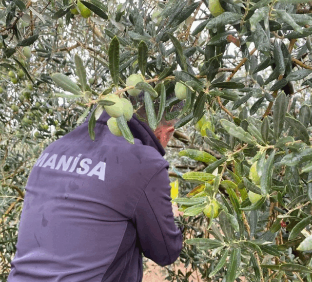 Manisa’da çifte uyarı:”Halkalı Leke” ve “Zeytin Sineği” tehlikesi