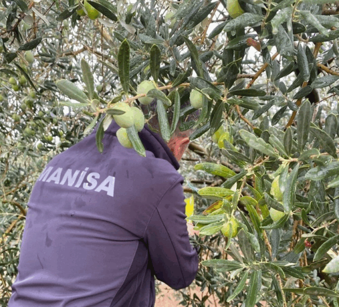 Manisa’da çifte uyarı:”Halkalı Leke” ve “Zeytin Sineği” tehlikesi