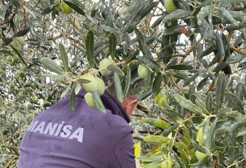 Manisa’da çifte uyarı:”Halkalı Leke” ve “Zeytin Sineği” tehlikesi