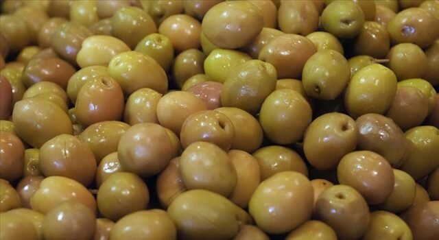 Sofralık zeytin ihracatında rekor kırıldı