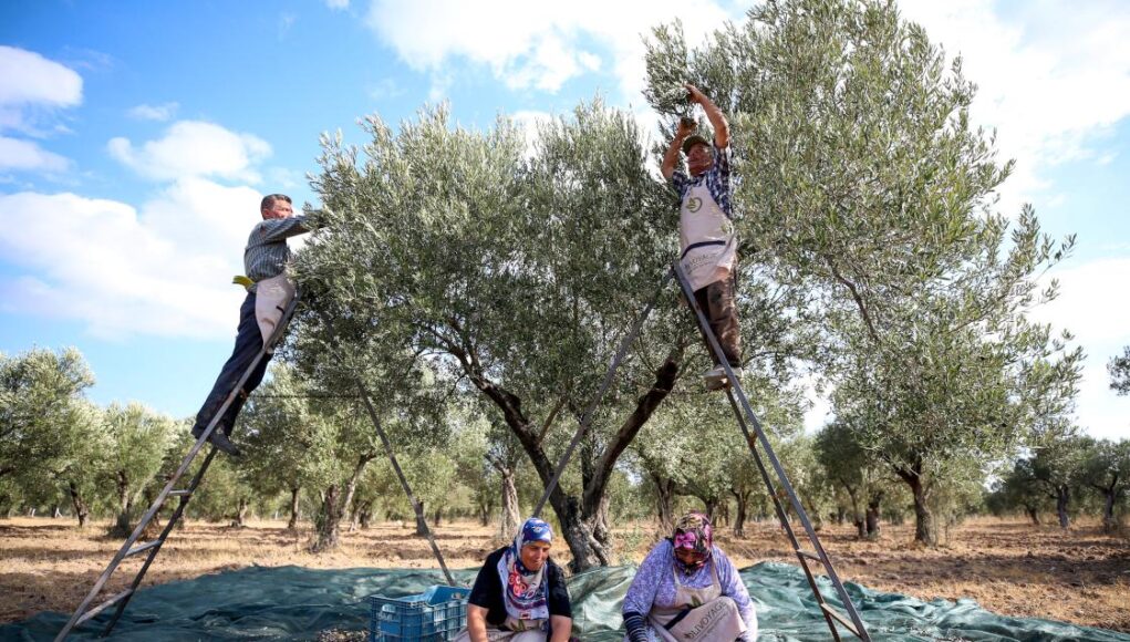 Erken hasat zeytinlerin yağ olma hikayesi başladı