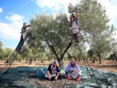 Erken hasat zeytinlerin yağ olma hikayesi başladı