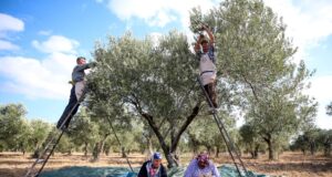 Erken hasat zeytinlerin yağ olma hikayesi başladı