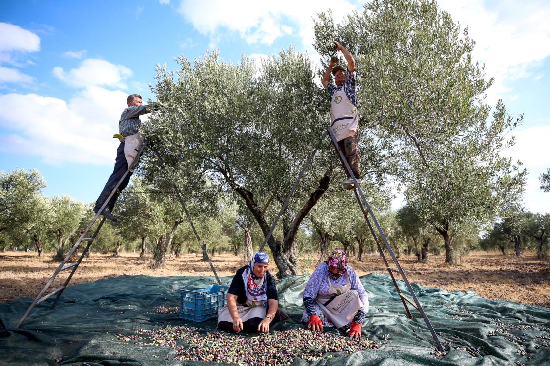 Erken hasat zeytinlerin yağ olma hikayesi başladı