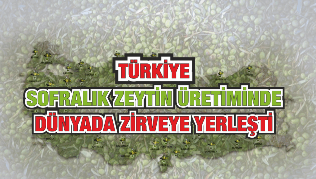 Türkiye Sofralık Zeytin Üretiminde Dünyada Zirveye Yerleşti