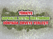 Türkiye Sofralık Zeytin Üretiminde Dünyada Zirveye Yerleşti