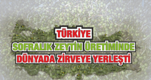 Türkiye Sofralık Zeytin Üretiminde Dünyada Zirveye Yerleşti