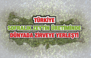 Türkiye Sofralık Zeytin Üretiminde Dünyada Zirveye Yerleşti
