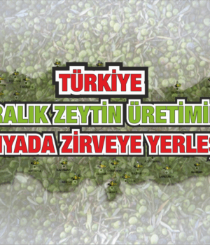 Türkiye Sofralık Zeytin Üretiminde Dünyada Zirveye Yerleşti
