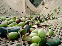Torbalı’da Çekişte zeytinde hasat başladı