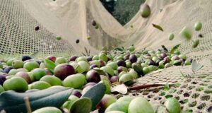 Torbalı’da Çekişte zeytinde hasat başladı