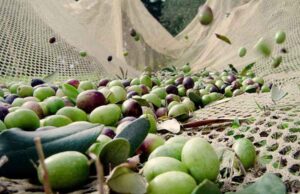 Torbalı’da Çekişte zeytinde hasat başladı