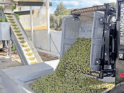 Milas zeytinyağında ‘Double Gold’ kalitesini yakaladı