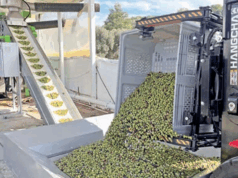 Milas zeytinyağında ‘Double Gold’ kalitesini yakaladı