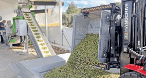 Milas zeytinyağında ‘Double Gold’ kalitesini yakaladı