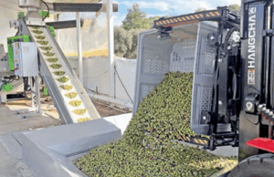 Milas zeytinyağında ‘Double Gold’ kalitesini yakaladı