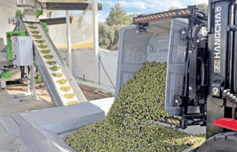 Milas zeytinyağında ‘Double Gold’ kalitesini yakaladı