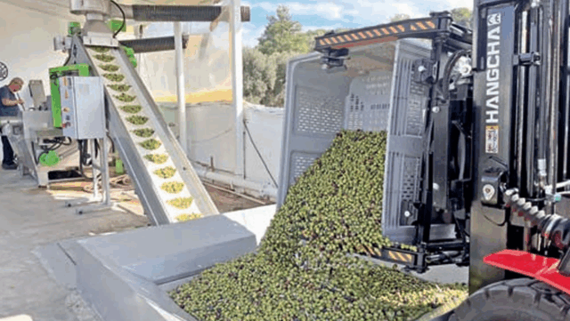 Milas zeytinyağında ‘Double Gold’ kalitesini yakaladı