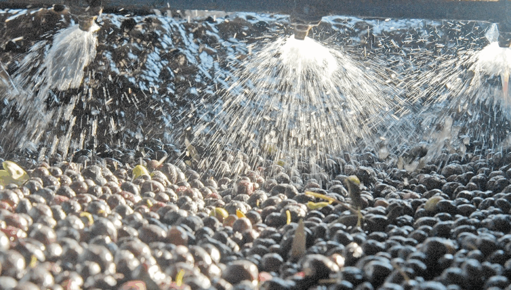Zeytin sıkımında kullanılan su, tarıma geri dönecek