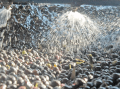 Zeytin sıkımında kullanılan su, tarıma geri dönecek