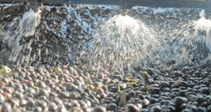 Zeytin sıkımında kullanılan su, tarıma geri dönecek