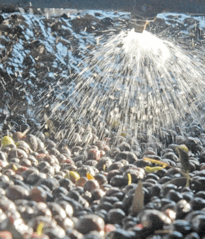Zeytin sıkımında kullanılan su, tarıma geri dönecek