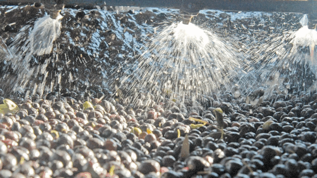 Zeytin sıkımında kullanılan su, tarıma geri dönecek