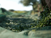 Üreticiler alarmda: AB’de zeytinyağı fiyatları neden düşüyor?