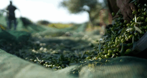 Üreticiler alarmda: AB’de zeytinyağı fiyatları neden düşüyor?