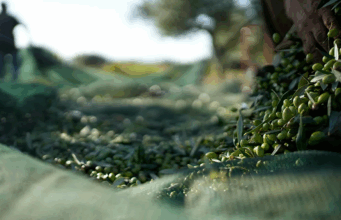 Üreticiler alarmda: AB’de zeytinyağı fiyatları neden düşüyor?