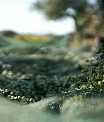 Üreticiler alarmda: AB’de zeytinyağı fiyatları neden düşüyor?